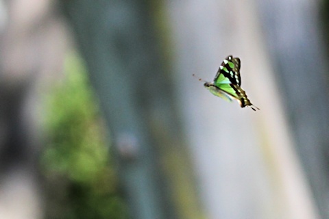 Macleay's Swallowtail (Graphium macleayanum)
